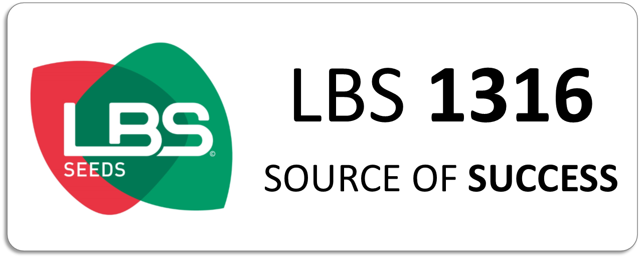 Maïs LBS 1316