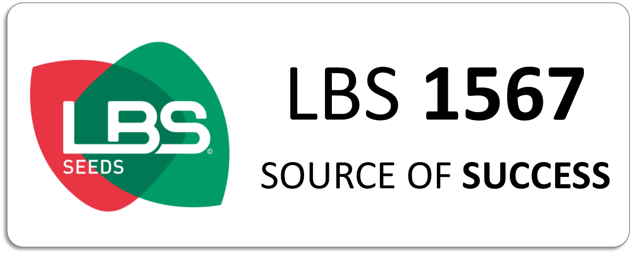 Maïs LBS 1567
