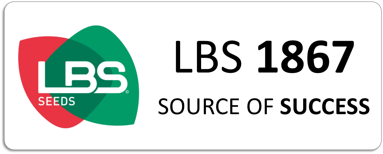 Maïs LBS 1867