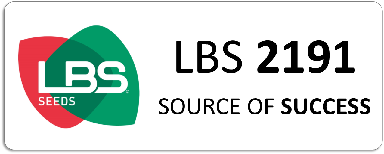 Maïs LBS 2191