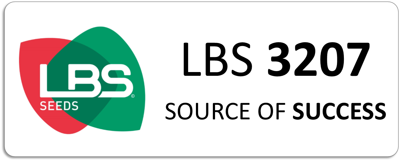 Maïs LBS 3207