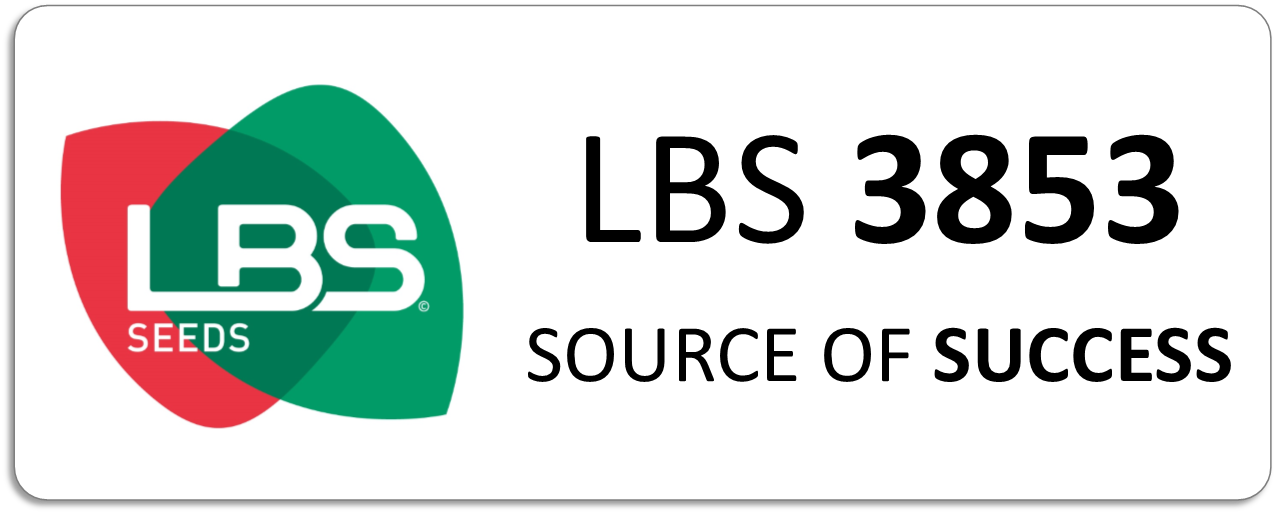 Maïs LBS 3853