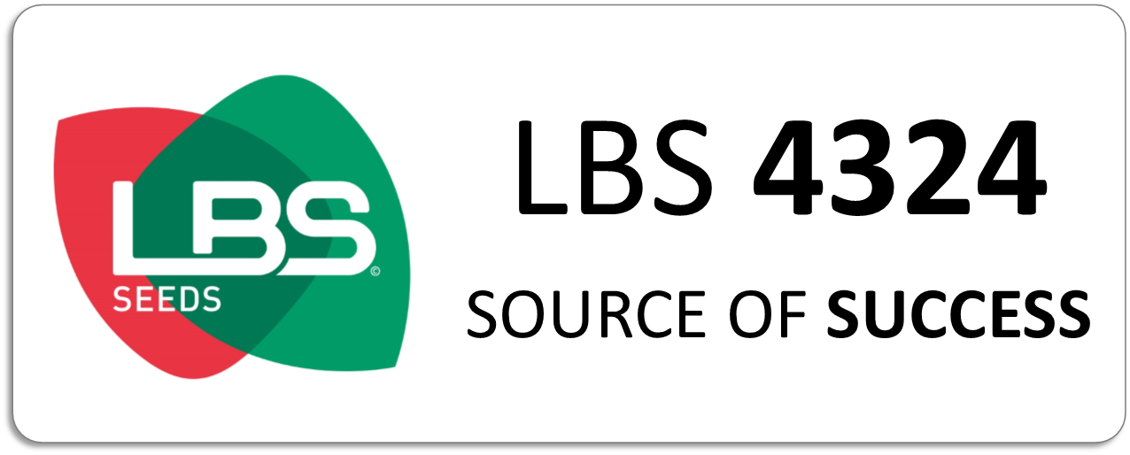 Maïs LBS 4324