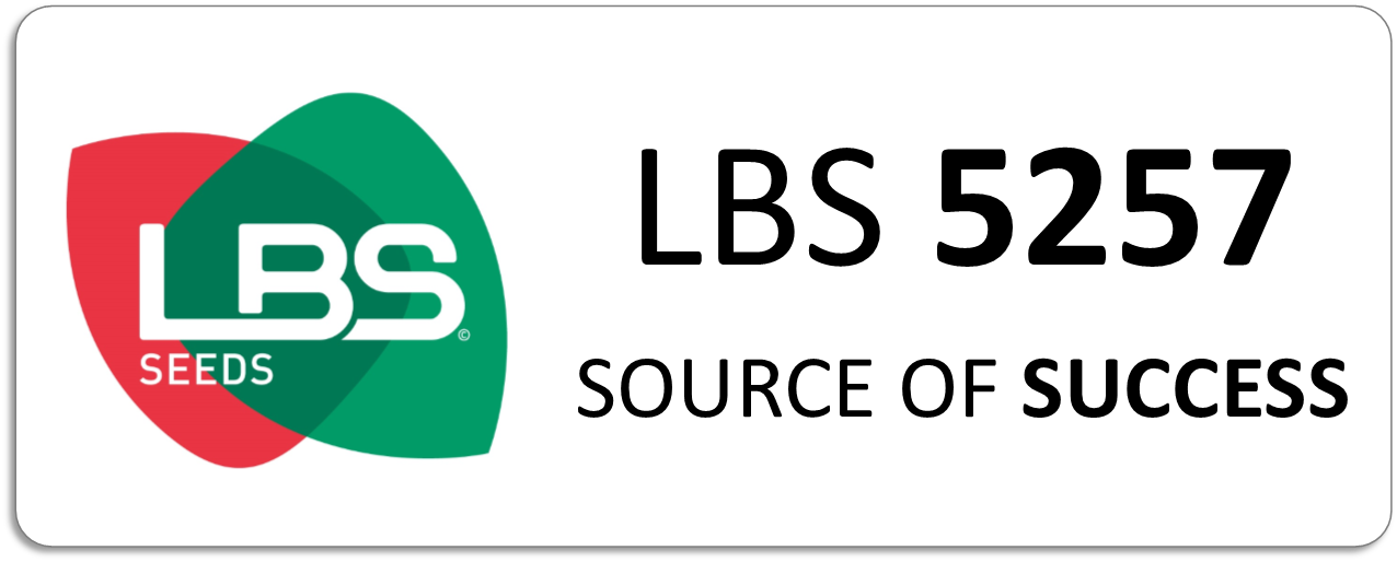 Maïs LBS 5257