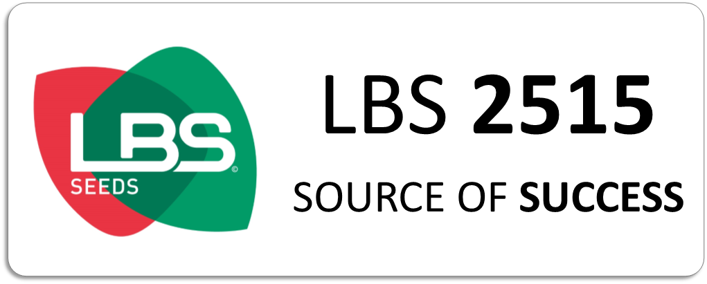Maïs LBS 2515