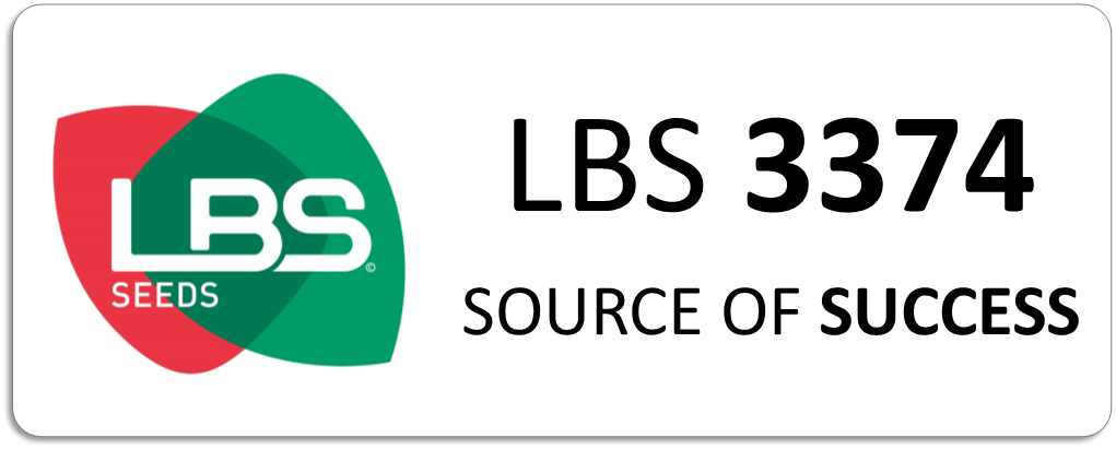 Maïs LBS 3374