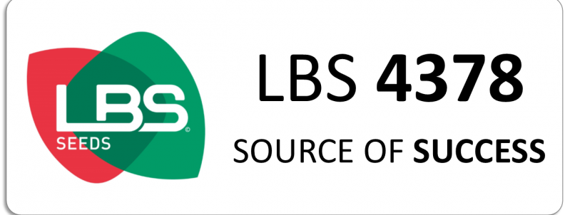 LBS 4378